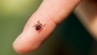 حشرة القراد