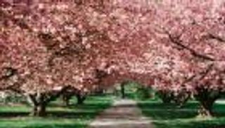 يوم الاعتدال الربيعي 2023.. شمال الأرض يزهر ويزدهر