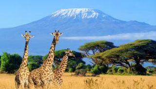 رحلات السفاري من الأنشطة السياحية المفضلة لكبار السن