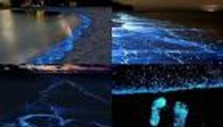 الشواطئ المضيئة ليلاً.. ظاهرة خرافية في جزر المالديف وتايلاند (صور)