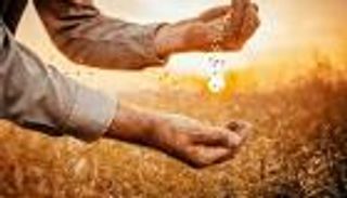 العراق وهدف الاكتفاء الذاتي من القمح.. هل يكفي استيراد مليون طن؟