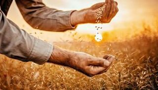 القمح في العراق