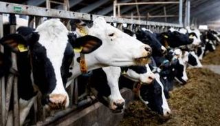 مزارع الأبقار - أرشيفية