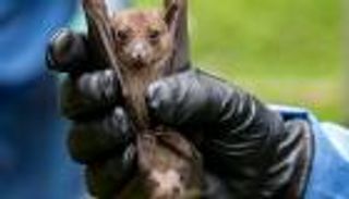 فيروس ماربورغ.. هل  يتحول إلى جائحة عالمية؟ (خاص)