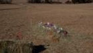 الدفن الأخضر.. هكذا يتحول الموت لصناعة صديقة للبيئة