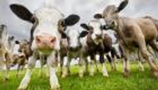 "حاصرات الميثان".. توجه بريطاني يحمي البيئة بتغيير حياة الماشية