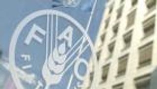 "فاو" تنثر الأمل للعالم وسط الحرب.. أسعار الغذاء تتراجع "الخُمس"