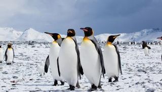 انخفاض أعداد طيور البطريق قد يكون له تأثير على دورة الحديد في المحيط الجنوبي