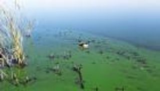 نصف أنهار نيوزيلندا غير صالحة للسباحة.. ما علاقة تغير المناخ؟