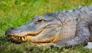 DNA التمساح.. هل يكون العلاج لمواجهة انقراض الكائنات الحية؟