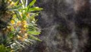 تغير المناخ وحبوب اللقاح.. علاقة طردية تنتهي بأزمات صحية