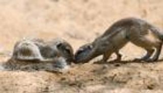 مهندسو النظام البيئي.. ماذا تخبرنا السناجب عن تغير المناخ؟