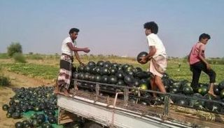 يمنيون في إحدى مزارع البطيخ بالساحل الغربي