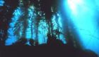 غابات عشب البحر.. ثروة كبرى تهدرها تغيرات المناخ