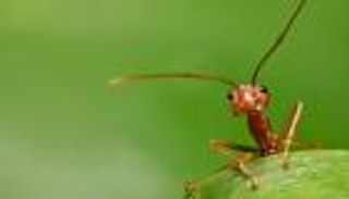 تراجع أعداد الحشرات.. تغير المناخ يهدد الأمن الغذائي