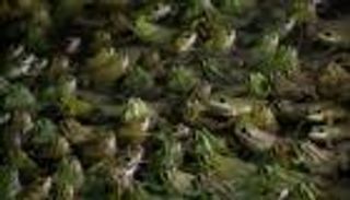 "أرجل الضفادع" تثير موجة غضب في فرنسا.. ما القصة؟