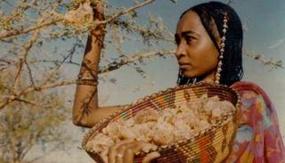 سيدة تلتقط الصمغ - أرشيفية