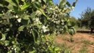 تقطير زهور النارنج في تونس.. تغير المناخ يهدد استخراج "الذهب الأبيض"