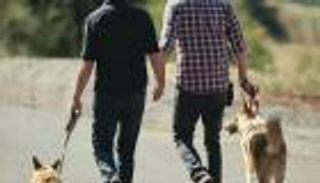 مشروع قانون لحيازة الكلاب في مصر.. الغرامة تصل لـ500 ألف جنيه