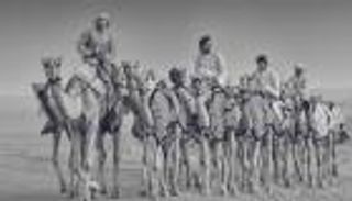 "الجمل عبر العصور".. كتاب موسوعي جديد في السعودية