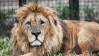 نهاية مأساوية.. أسد يفترس طفلا حتى الموت في غزة