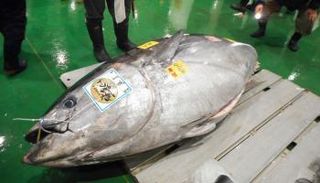 سمك التونة- أرشيفية