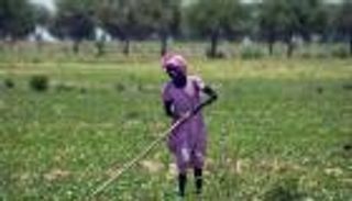 اقتصاد البرسيم.. ما خفي كان أعظم في صراع السودان