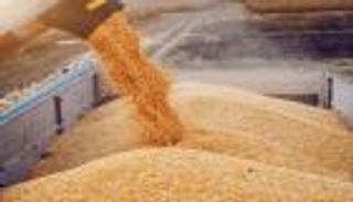 يكفي 4.1 شهر.. ارتفاع احتياطي مصر الاستراتيجي من القمح