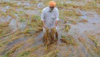 الأمطار الغزيرة تدمر محصول الأرز 