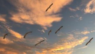 الطيور المهاجرة - مصدر الصورة: Pixapay