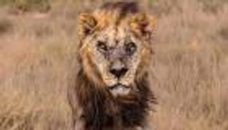 أقدم ذكور أفريقيا.. اليأس يقتل "عميد الأسود" في كينيا