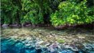 مبادرة الكربون الأزرق.. خطوة عالمية للحد من آثار تغير المناخ