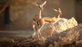 غزال عربي بإحدى المحميات الطبيعية في الإمارات