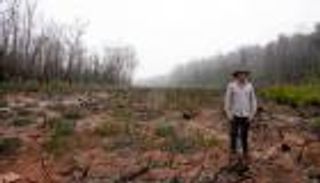 كيف أثّرت حرائق "الصيف الأسود" على الضفادع؟ (حوار)