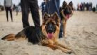 مصر تمنع تربية كلب في المنزل.. 3 حالات يسمح لها فقط