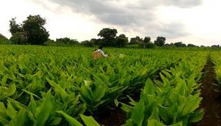 النباتات من الوجهات الأخطر للتغير المناخي