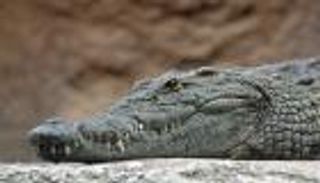 تمساح ضخم يثير الرعب بشاطئ أمريكي.. والشرطة تكشف مفاجأة (صور)