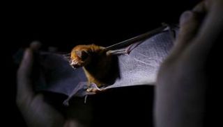 علماء يحذرون من كهف يأوي آلاف الخفافيش