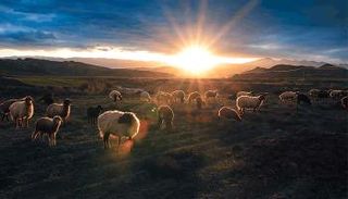 أسعار صك الأضحية 2023 