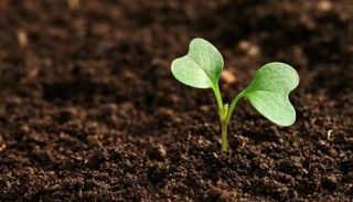 صورة للتربة، حقوق الصورة: كانفا.