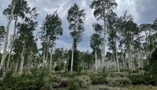 استخدام الفنون يزيد من الوعي البيئي