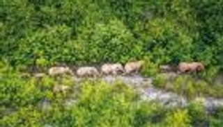 الإمارات تسبق بخطوة.. "التمويل" حصان طروادة بمعركة التنوع البيولوجي