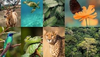 جانب من عناصر البيولوجي في إيران