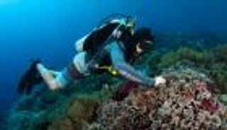 شعاب مرجانية تصمد حتى 2100 أمام تغير المناخ.. ما السر؟ (حوار)