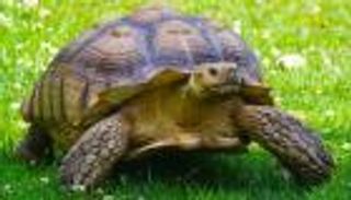 اليوم العالمي للسلحفاة 2023.. نصف الأنواع المعروفة مهددة بالانقراض