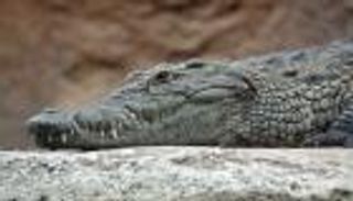 مفاجأة صادمة.. عاد من العمل فوجد تمساحا في استقباله (فيديو)