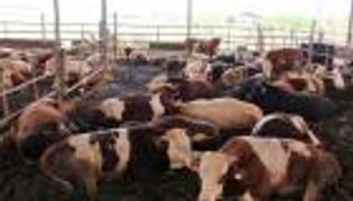 أسعار الأضاحي في مصر 2023.. نصائح "مهمة" قبل الشراء