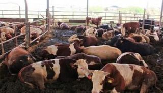 عجول الأضحية 2023 في مصر