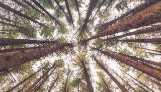 دور التشجير في التصدي للتغيرات المناخية