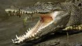 نهاية مرعبة.. عجوز يسقط بين 40 تمساحا في مزرعة خاصة